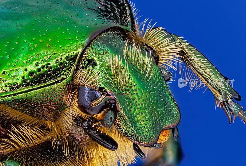 绿色玫瑰金龟子甲虫(Cetonia aurata)特写宏，孤立在蓝色背景